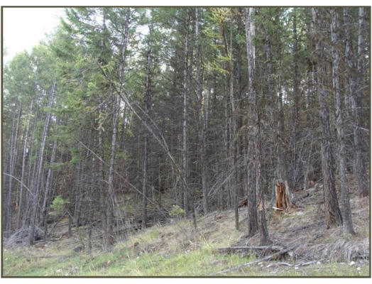 LOT 7 WHISPERING PINES SUBDIVISION, FORTINE, MT 59918, photo 3 of 4