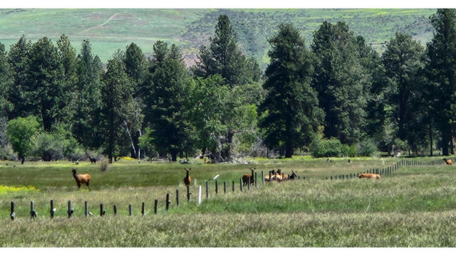 LOT 1 HIGHWAY 93 S, FLORENCE, MT 59833, photo 3 of 28