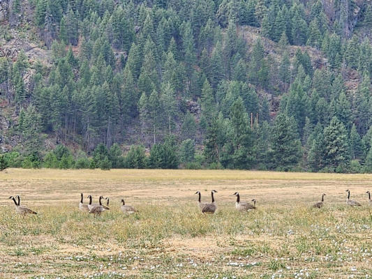 LOT 1 HARBINE RANCH ROAD, PLAINS, MT 59859, photo 3 of 11