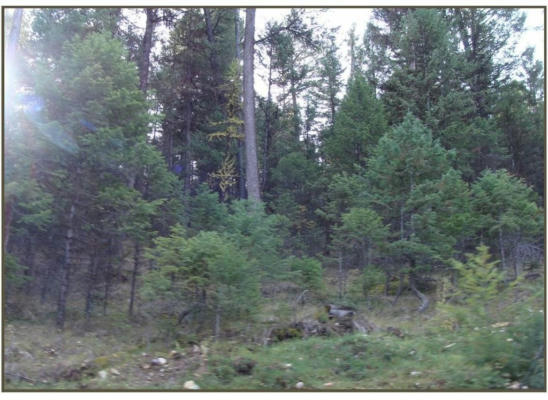 LOT 7 WHISPERING PINES SUBDIVISION, FORTINE, MT 59918 - Image 1