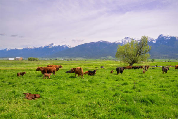 TBD WATSON ROAD, SAINT IGNATIUS, MT 59865, photo 2 of 32