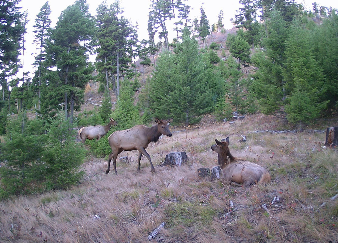 NHN MULKEY GULCH, DRUMMOND, MT 59832, photo 1 of 45